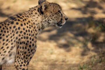 Poster - Closeup shot of a leopard in San Diego Zoo