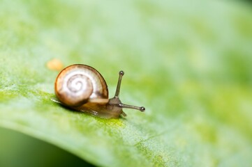 Wall Mural - Close-up shot from a brwon shell Grape snail (Helix pomatia) on a green leaf