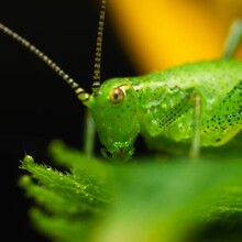 Macro Shot Of A Green Speckled Bush-cricket On A Leaf