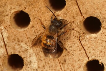 Canvas Print - Closeup shot of a bee