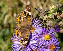 Closeup Of A Common Buckeye Butterfly On Pretty Purple Flowers