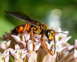 Poster - Closeup of a spilomyia bee on the pretty flower