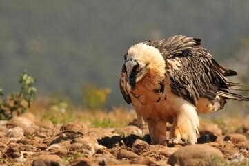 Sticker - Scary bearded vulture bird in the rocky valley on a sunny day