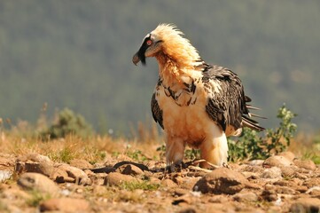 Sticker - Scary bearded vulture bird in the rocky valley on a sunny day