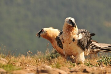 Sticker - Scary bearded vulture birds in the valley on a sunny day