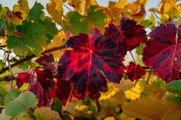 Poster - Closeup shot of autumn leaves