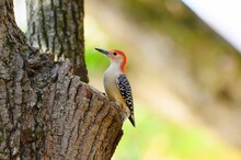 Closeup Shot Of A Cute Red-bellied Woodpecker On The Tree