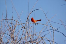 Stunning Male Red Cardinal Dancing And Singing In A Tree