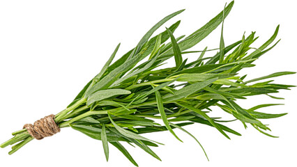 Wall Mural - Tarragon bunch isolated on white background