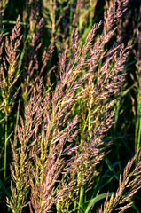 Sticker - Calamagrostis epigejos grows in the wild.