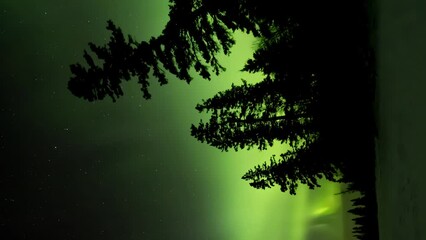 Wall Mural - vertical portrait format of green and yellow aurora swirling behind silhouetted pine trees and above