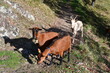 Ziegen auf Castelfeder in Südtirol 