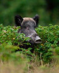 Wall Mural - wild boar in bushes at summer scenery