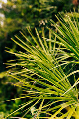 Wall Mural - Tropical jungle palm foliage background. Beauty in tropical nature banner for wallpaper, travel or vacation