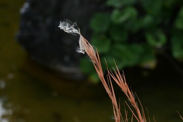 Sticker - Andropogon virginicus (Broomsedge bluestem).
Poaceae perenniial weeds. It is native to North America and grows in colonies in vacant lots.