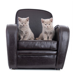 Wall Mural - Cute british kitten in a brown armchair