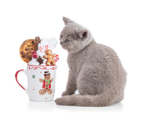 Wall Mural - British kitten with a Christmas cup with whipped cream