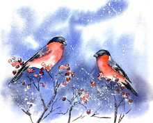 Christmas Winter Watercolor Card Illustration Bullfinches On A Tree Branch, Red Berries, Snowy Weather, Snowflakes
