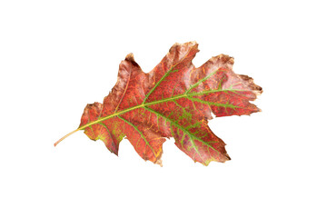 Wall Mural - autumn red oak leaf isolated transparent png. fall dry foliage.