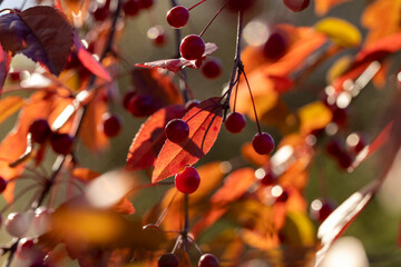 Red round berries on a tree in autumn