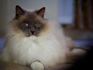 Wall Mural - Ragdoll Cat with Blue Eyes