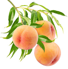 Wall Mural - bunch of orange peach fruit with leaf isolated on white background, sweet orange peach fruit on a br
