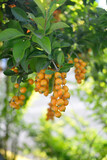 Fototapeta Kuchnia - fruto amarillo
