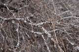 Fototapeta Boho - Dry branches of the tree covered with lichen. Rods, fallen timber background. High quality photo