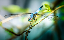 A Dragonfly Perched On A Tree Branch And Nature Background, Selective Focus, Insect Macro, Colorful Insect In Thailand.