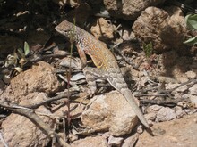 Common Lesser Eared Lizard Found In Arizona 
