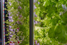 Close Up Photo Of Hydroponic Lettuce Grown In Stacked Tower Level Pots And With Rows Of LED Grow Lights In A Home Style Hydroponic Garden