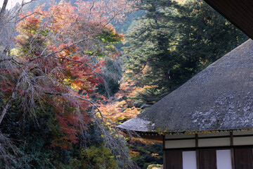 Wall Mural - あきる野市、茅葺き屋根の広徳寺と赤く紅葉したモミジの葉