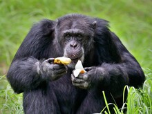 バナナとタマネギを手に持つチンパンジー