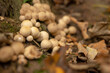 Kolonia grzybów