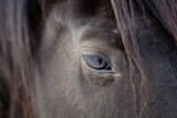 Fototapeta Konie - brown horse's eye close up