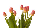 Fototapeta Tulipany - Blooming Triumph   tulips   sort 