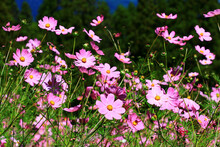 Blooming Cosmos Bipinnatus,Garden Cosmos,Mexican Aster Flowers,close-up Of Beautiful Colorful Cosmos Flowers Blooming In The Garden 
