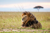 Fototapeta Sawanna - Portrait of a male lion resting on the grass of the Masai Mara in Kenya
