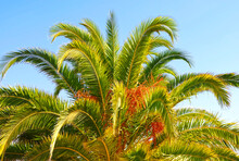 Palm Tree With Big Dates In The Sun