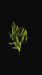 Wall Mural - Time lapse of drying Viburnum shrub green leaves and red berries with ALPHA transparency channel isolated on black background, vertical orientation