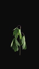 Wall Mural - Time lapse of drying green Shrub leaves with ALPHA transparency channel isolated on black background, vertical orientation
