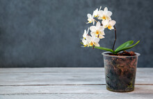 White Mini Orchid In A Pot. Hobbies, Floriculture, Home Flowers, Houseplants