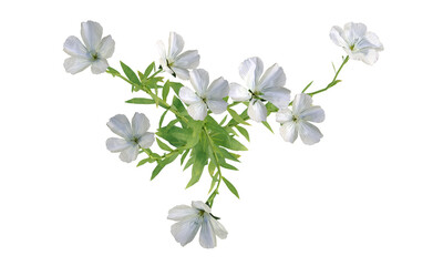 Sticker - Bunch of tiny white flowers in clusters