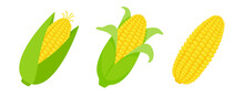 Peeled Corn Ears. Corn Vector Yellow Fruit
