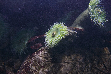 Wall Mural - Salt water aquarium anemone