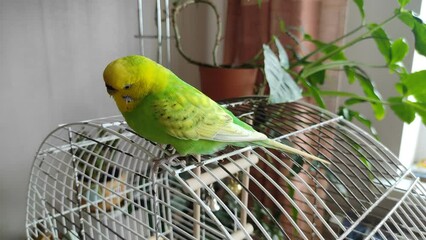 Wall Mural - pet green parrot sits on top of the cage close-up