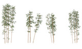 Fototapeta Sypialnia - Bamboo plants, clumping of bamboo trees and leaf isolated