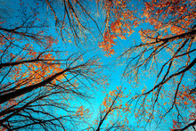 Beautiful Trees Set Against The Blue Sky. Sunset At The Autumn Forest In Crimea