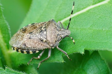 Poster - Closeup of a Mottled shieldbug (Raphigaster nebulosa) on a green leaf