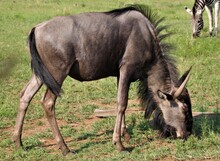 Closeup Of A Blue Wildebeest Looking For Food In A Field